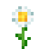 Oxeye Daisy
